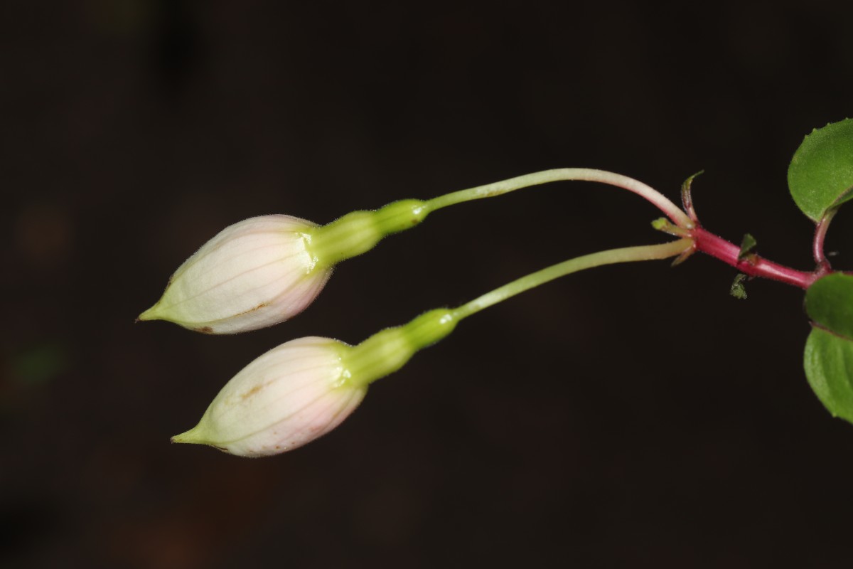 Fuchsia sp.